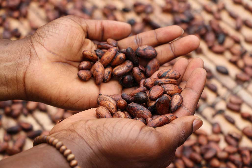 A Coffee Odyssey: Exploring the Ethiopian Yirgacheffe Terroir - Unveiling the Secrets of a Legendary Coffee